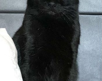 Europäische kurzhaar Pepino