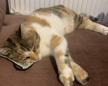 Gemischt/ Glückskatze Kobold / Mietzi