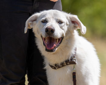 Hellenikos Poimenikos Arion