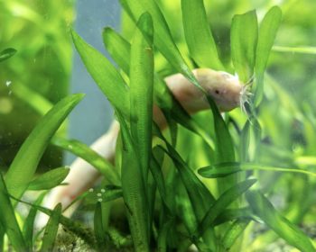 Ostasiatischer Schlammpeitzger Baguette & Croissant