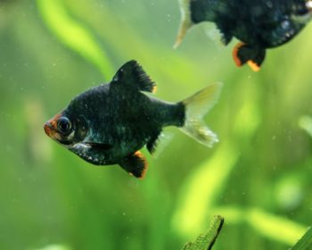 Moosbarbe  Drei grüne Moosbarben