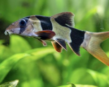 Divers Fürst von Schmerlernich