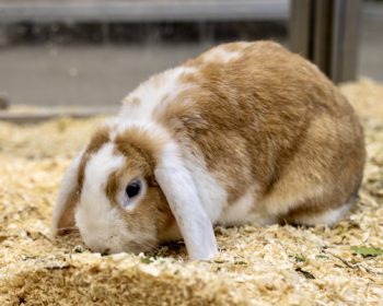 Kaninchen Lametta