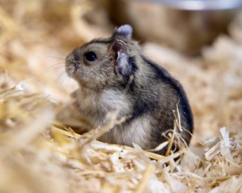 Dsungarische Zwerghamster  Dsungarische Zwerghamster