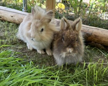 Kaninchen Berlini & Grisou