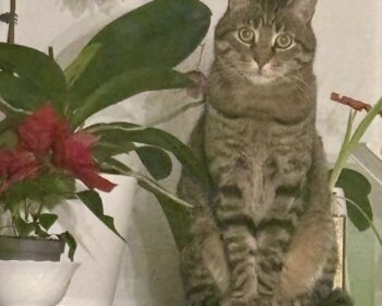 Europäische kurzhaar mix Peter