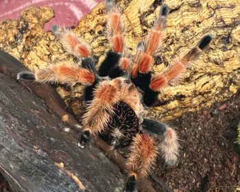 Mexikanische Rotbeinvogelspinne Roja
