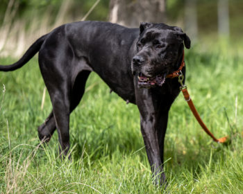 Keule - Rhodesian Ridgeback - Bild 5
