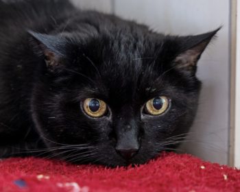 Keule - Rhodesian Ridgeback - Bild 14