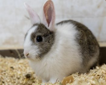 Keule - Rhodesian Ridgeback - Bild 10