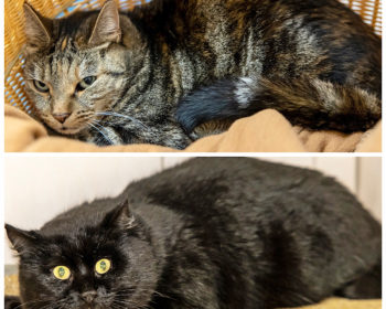 Katze Grigor & Tessy