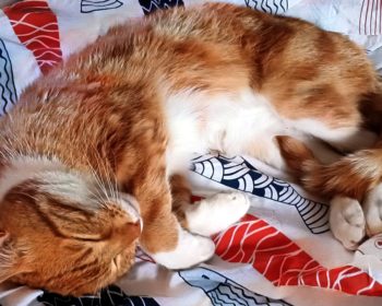 Katze Tiger