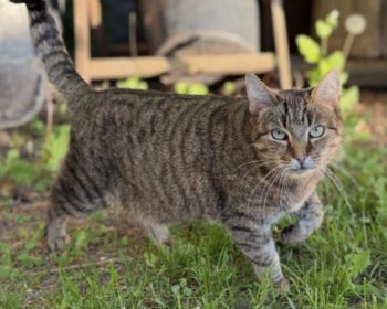 Katze Casper