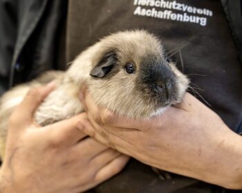 Glatthaar-Meerschweinchen  Urmel