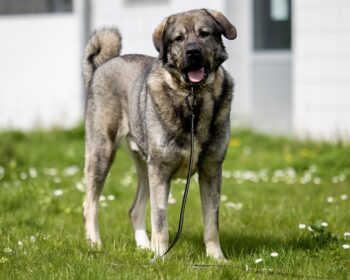 Aksaray Malaklısı (Türkischer Mastiff) Rübezahl