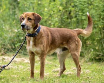 Mischling  Ritter Rost