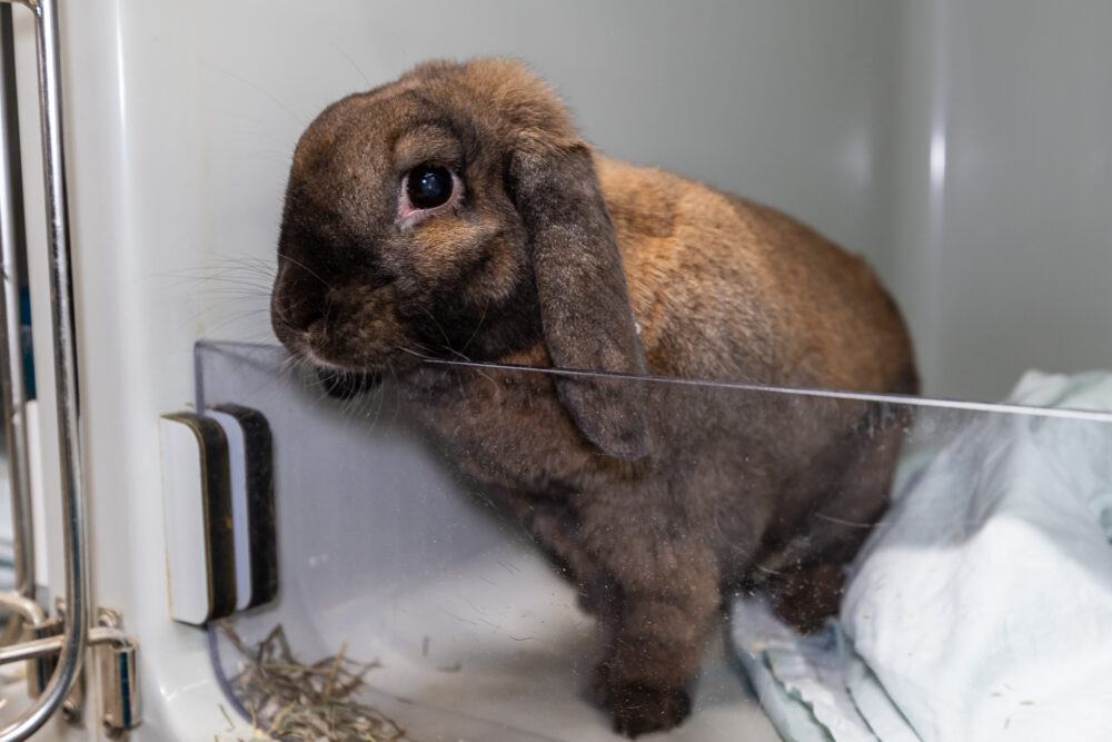 Zwergwidder  Ted Mosby