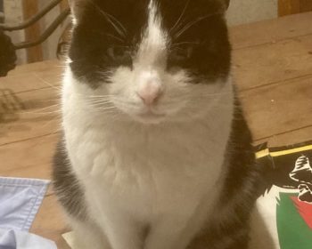 Europäische Hauskatze Juri