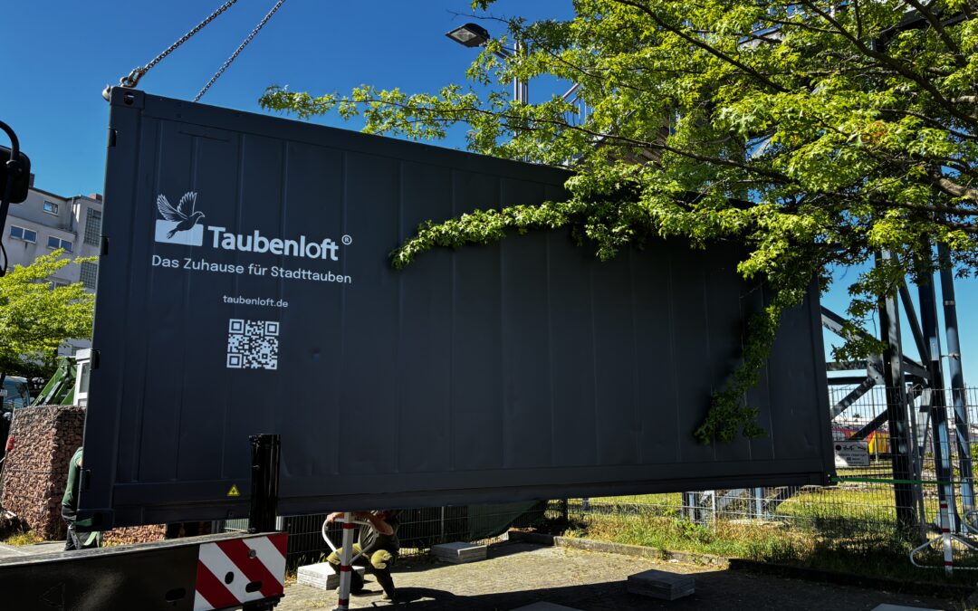 Taubenloft für die Stadt Aschaffenburg
