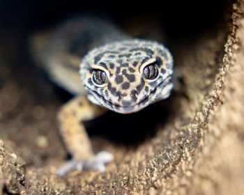 Leopardgecko Roya