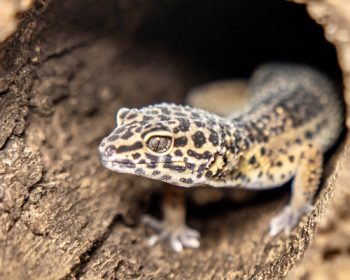 Leopardgecko Sahar