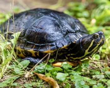 Rotwangen- Schmuckschildkröte Bluber