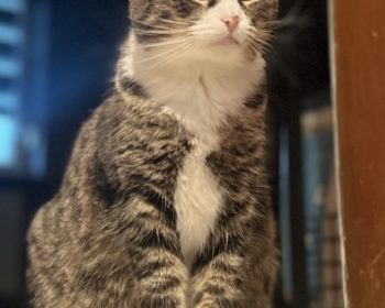 Katze Bertha