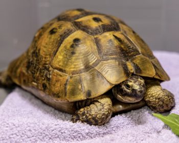 Maurische Landschildkröte Turtok
