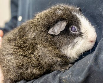 Teddy-Meerschweinchen Artax