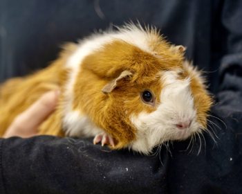 Rosetten-Meerschweinchen Bastian Balthasar Bux