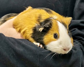 Glatthaar-Meerschweinchen Xayide