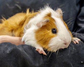 Rosetten-Meerschweinchen  Momo