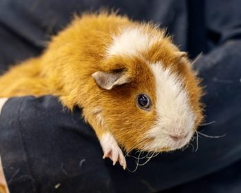 Teddy-Meerschweinchen Herr Fusi