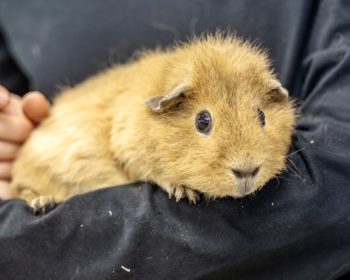 Teddy-Meerschweinchen Beppo