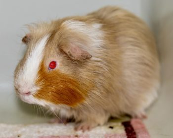 Glatthaar-Meerschweinchen Atréju