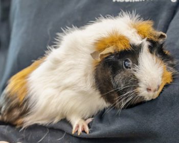 Rosetten-Meerschweinchen Auryn