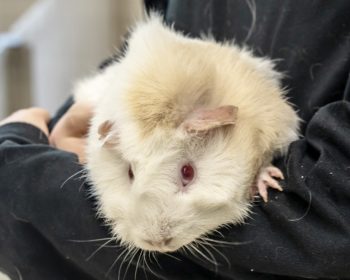 Rosetten-Meerschweinchen Liliana