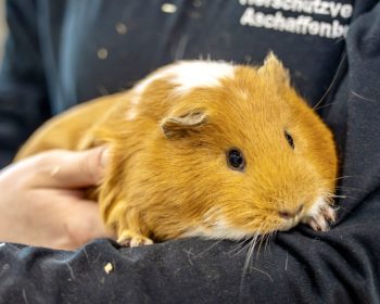 Glatthaar-Meerschweinchen  Die kindliche Kaiserin