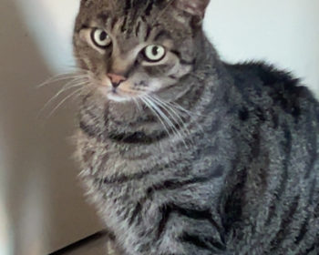 europäische kurzhaar Tiger