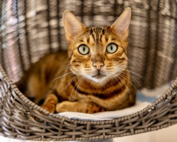 Bengalkatze Sir Francis Drake