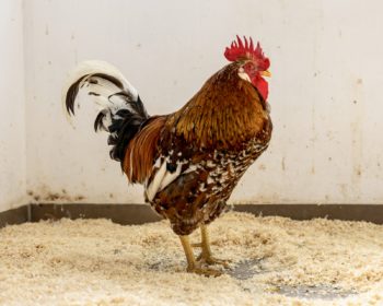 Schwedisches Blumenhuhn Hahnibal