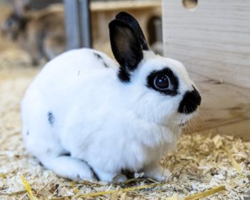 Zwergkaninchen  Humple