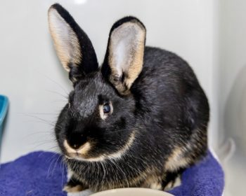 Zwergkaninchen-Mix Yippie