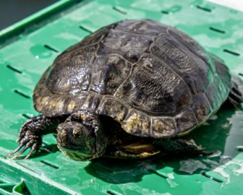 Rotwangen-Schmuckschildkröte Schwammerl
