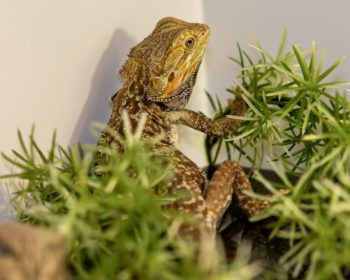 Bartagame  Draco