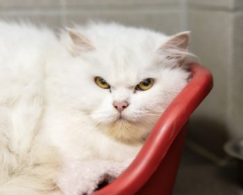 Katze Clarence