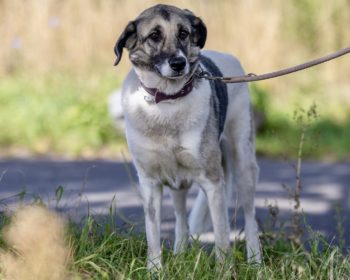 Herdenschutzhund-Mix Paletti
