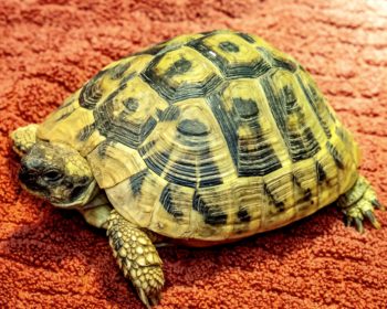 Griechische Landschildkröte Apfelsinchen
