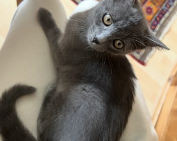 Katze Pembe