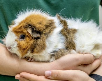 Rosetten-Meerschweinchen  Bibor